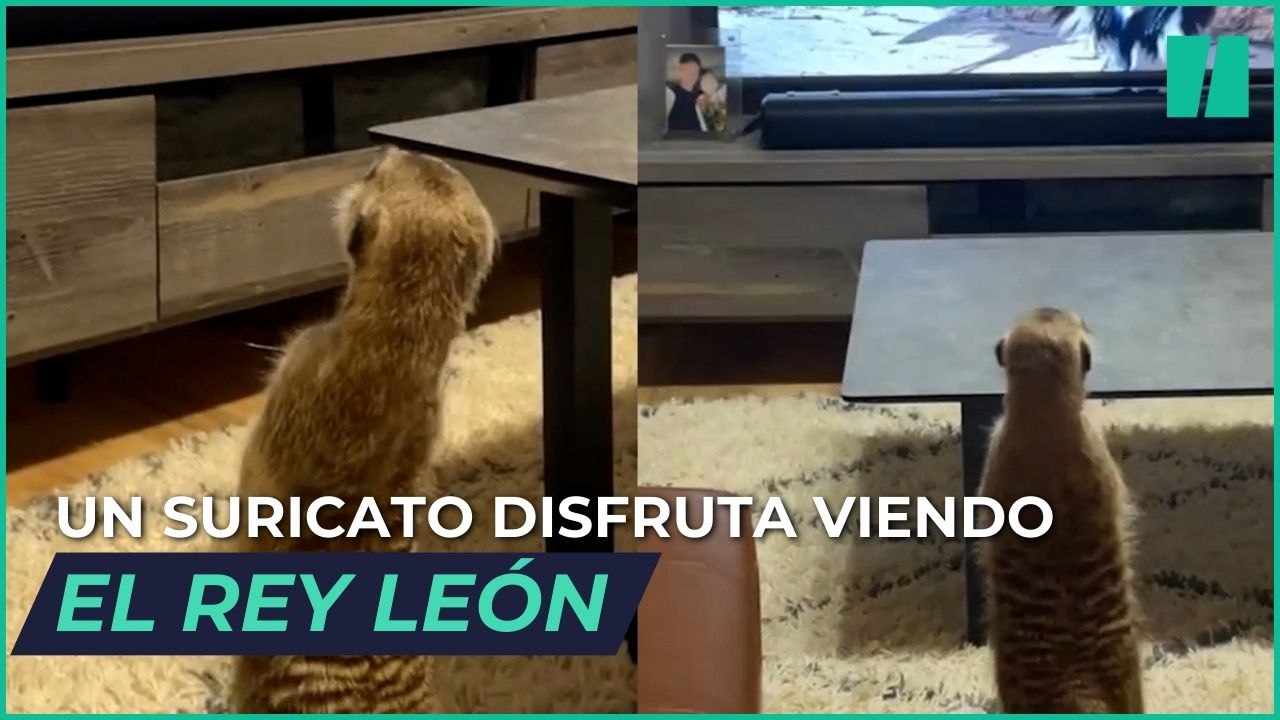“¡Ese soy yo!”: la épica reacción de un suricato mientras disfruta de ‘El Rey León’