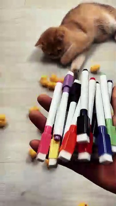 The cute pet is accompanied by a smile like a flower