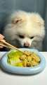 Puppy immersive eating to heal and relieve stress, today eating meatballs + Cabbage