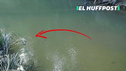 Una cámara graba a un animal que no había sido visto en 60 años