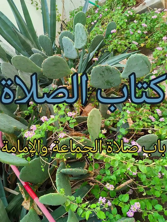 بلوغ المرام ( 27 )