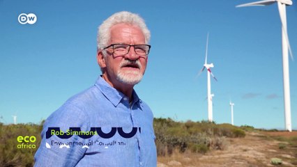 Wind farms are green — but at what cost to birds?