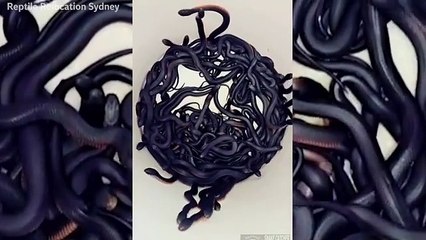 Watch: More than 100 snakes removed from Sydney man’s garden