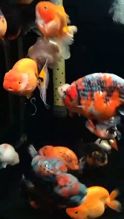 My Goldfish Collection