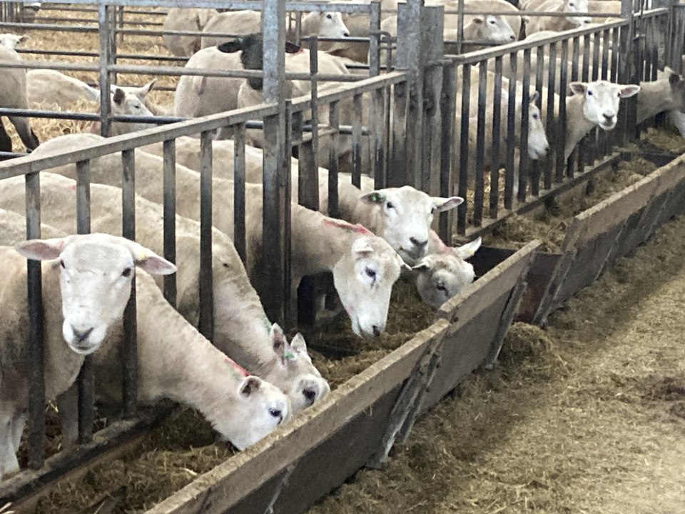SHEEP VID