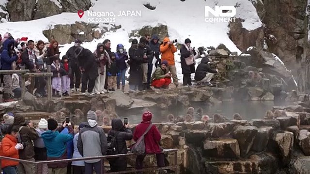 Giappone: le immagini delle scimmie selvatiche che fanno il bagno in una sorgente termale naturale