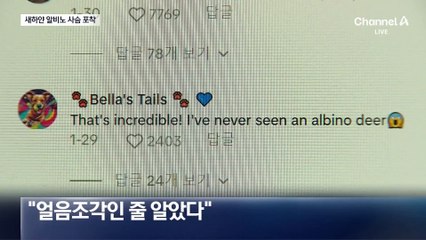 “얼음조각인 줄”…희귀 알비노 사슴 발견