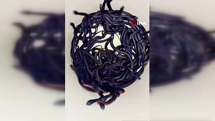 Evin bahçesinde şoke eden manzara