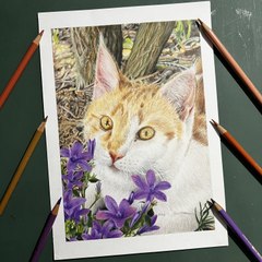 Dessin réaliste d’un chat au crayon de couleur