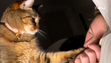 Elle se rendort après son réveil mais le chat n'est pas du même avis : 2,3M de personnes explosent de rire (vidéo)