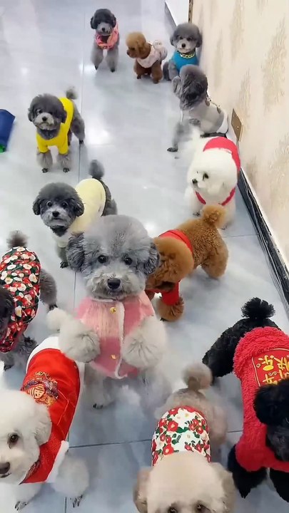 Title: Adorable Puppies Eating and Playing | Cute Puppy Compilation