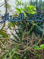 بلوغ المرام ( 37 )