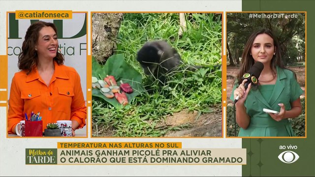 FOFURA! Animais chupam picolé para aliviar o calor | Melhor da Tarde