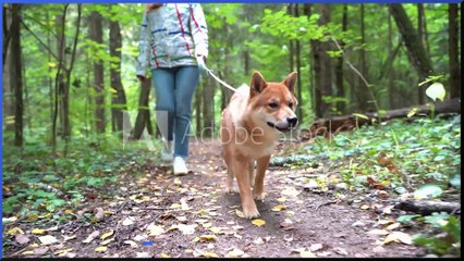 What dog owners need to know about poisonous Hemlock root