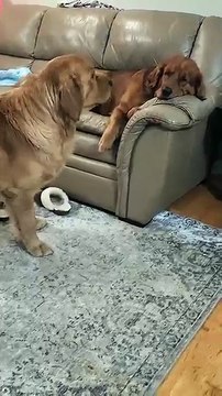 How does a golden retriever ask to play? #shorts #youtube #goldenretriever #play