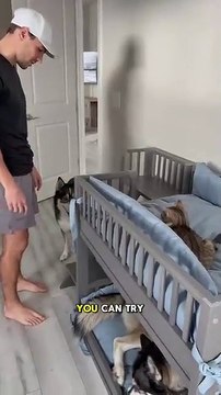 My kitten stole my dogs top bunk! #dog #dogs #cat #cats #husky #huskies #cute