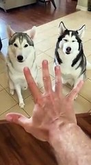 5 Reasons Why Huskies Are The WEIRDEST DOG BREED! #shorts