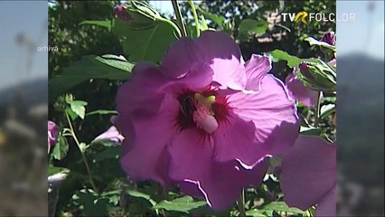 Benone Sinulescu - Cat e Siriul de mare (arhiva TVR)