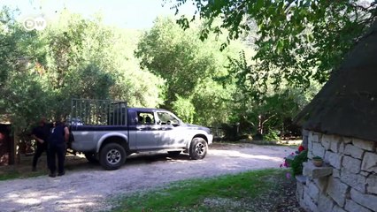 Would you eat casu marzu, cheese made with maggots?