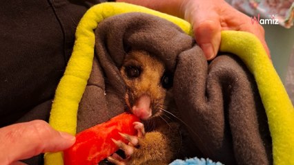 Le chien se met à aboyer très fort dans le salon : le rideau cache un terrible secret