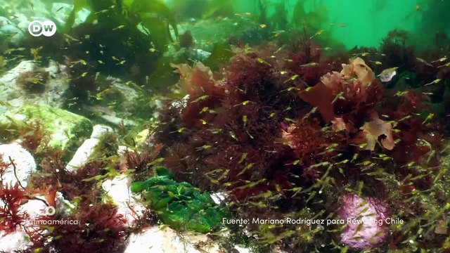 Expedición austral a los bosques submarinos