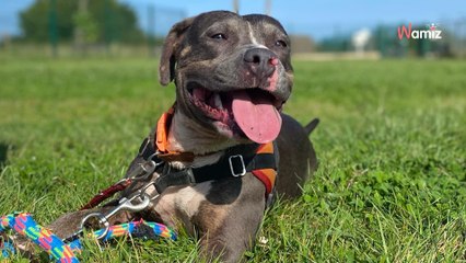 Après un début de vie de maltraitance, cette chienne est arrivée au refuge et attend dans son box depuis 1 an