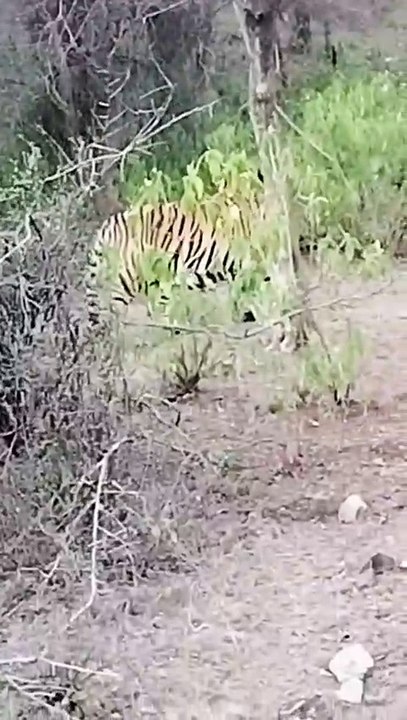 वीडियो... सरिस्का में एक साथ तीन बाघों को देख पर्यटक हुए गदगद, दो बाघिन व एक बाघ की हुई साइटिंग