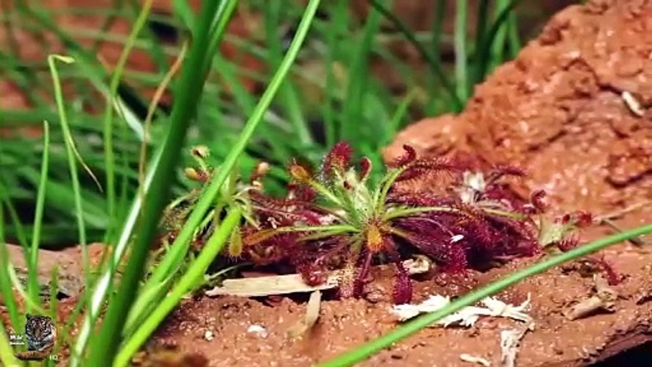 Sundews, The Insect Killer Plant