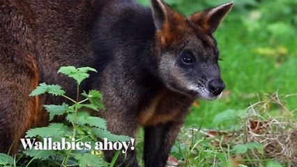 Wallabies Paignton Zoo