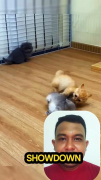 Le Combat de Chats le Plus Mignon