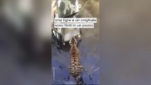 Tigre e cinghiale salvati da un pozzo