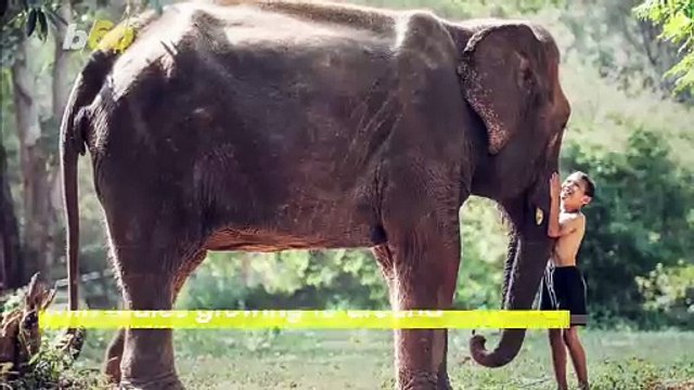 Must See! This Baby Elephant Is Having the Time of Its Life Playing on a Mud Slide