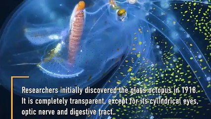 Glass Octopus Captured in Rare Footage By Underwater Robot