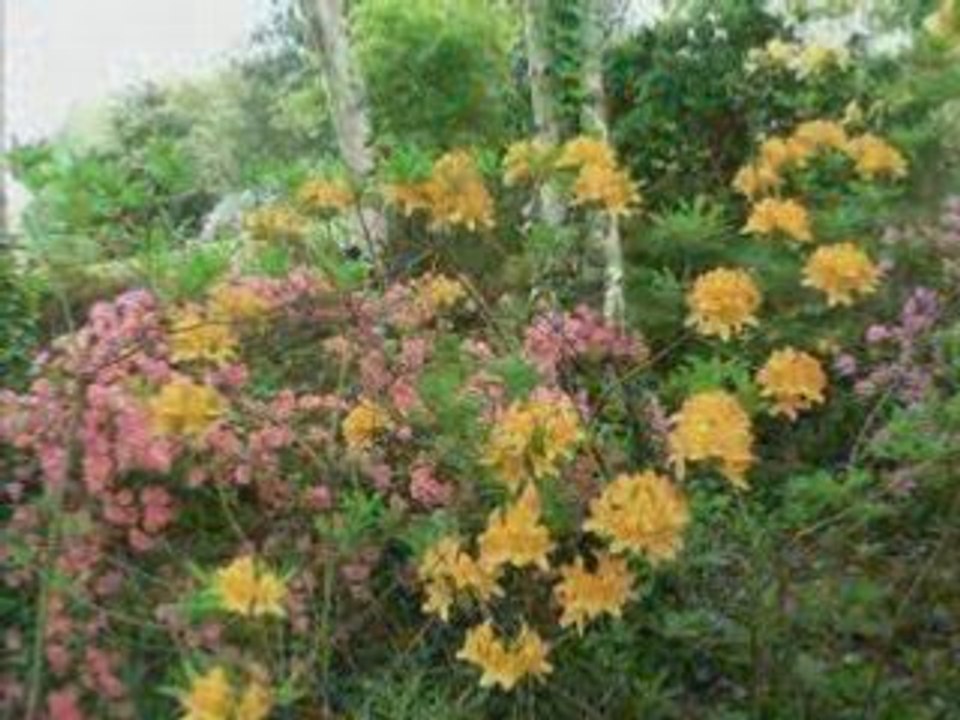 Azalées et Rhododendrons