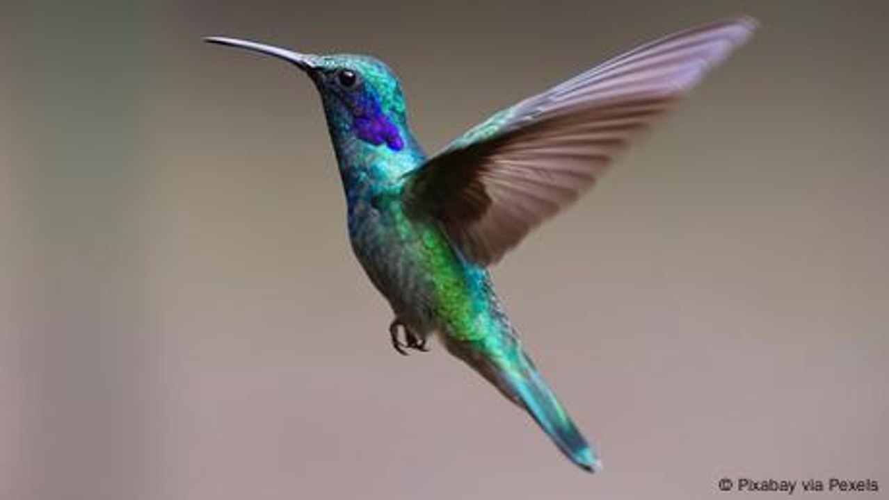Warum können Kolibris rückwärts fliegen?