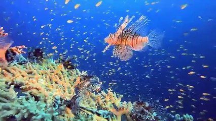 Farm Animal Sound Collection: Dog, Duck, Cow, Sheep, Elephant, Monkey, Pig - Animal Moments