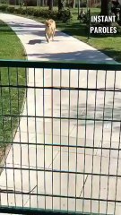 Cette femme retrouve les deux lions qu’elle a élevés après sept ans