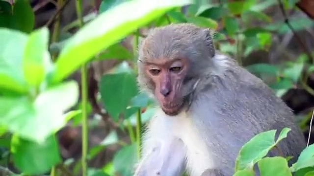 Herbivorous Animals : Horse, Cow, Goat, Elephant, Sheep, Hippo, Buffalo,Deer - Amazing Animal Sounds