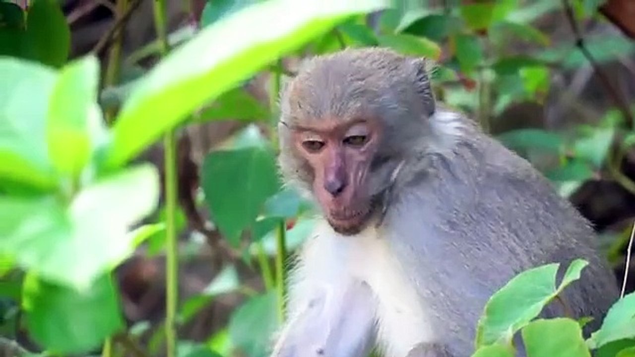 Herbivorous Animals : Horse, Cow, Goat, Elephant, Sheep, Hippo, Buffalo,Deer - Amazing Animal Sounds