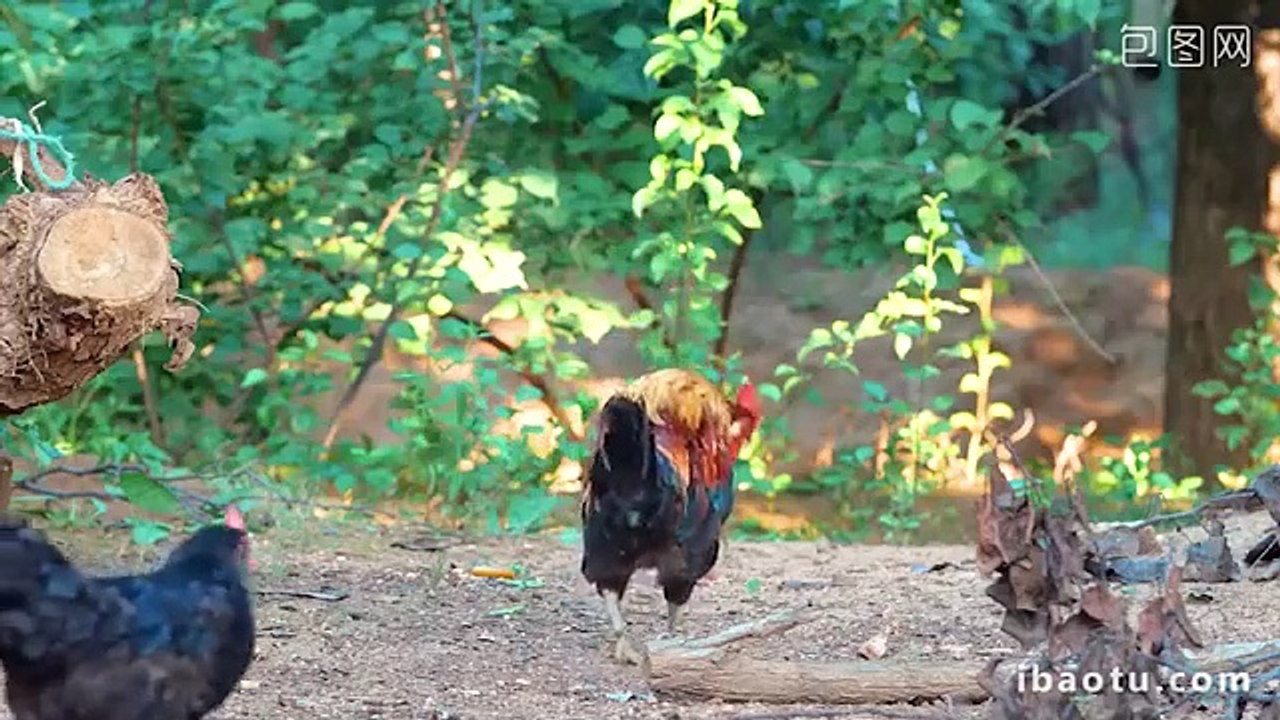 Food Of Animals : Cat, Rabbit, Dog, Chicken, Cow, Duck, Squirrel, Sheep, Goat - Animal Sounds