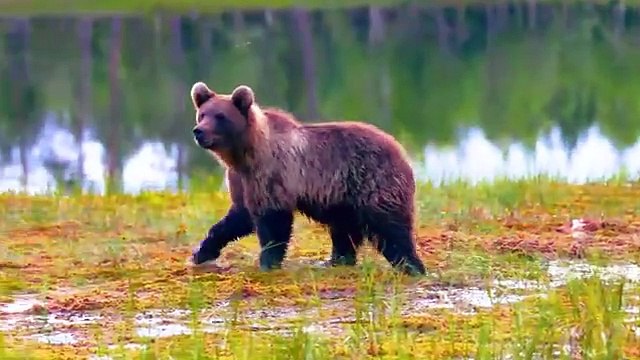 The Beautiful Moments of Farm Animals : Pig, Duck, Cat, Cow, Dog, Chicken, Giraffe - Funny Animals