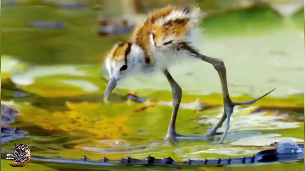acanas birds