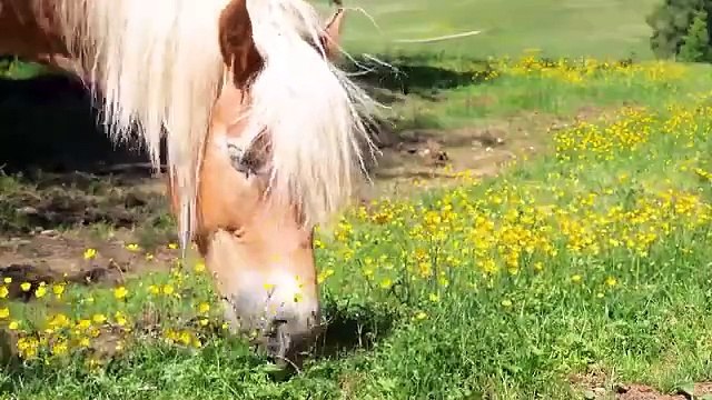 Mischievous Farm Animals : Cow, Cat, Chicken, Dog, Goat, Sheep, Rabbit, Duck - Farm Animal Sounds