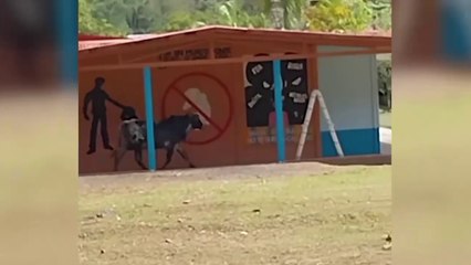 ext-vaquilla-entra-en-colegio-070225