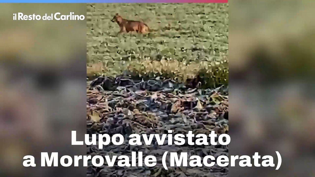 Lupo avvistato a Morrovalle (Macerata)