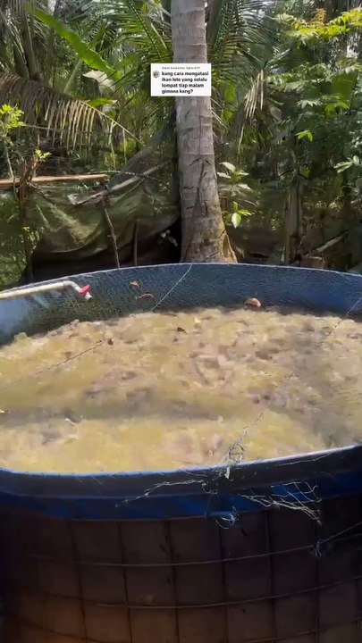 Cara mengatasi ikan lele yang suka LONCAT keluar kolam pada malam hari