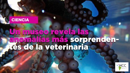 Un museo revela las anomalías más sorprendentes de la veterinaria