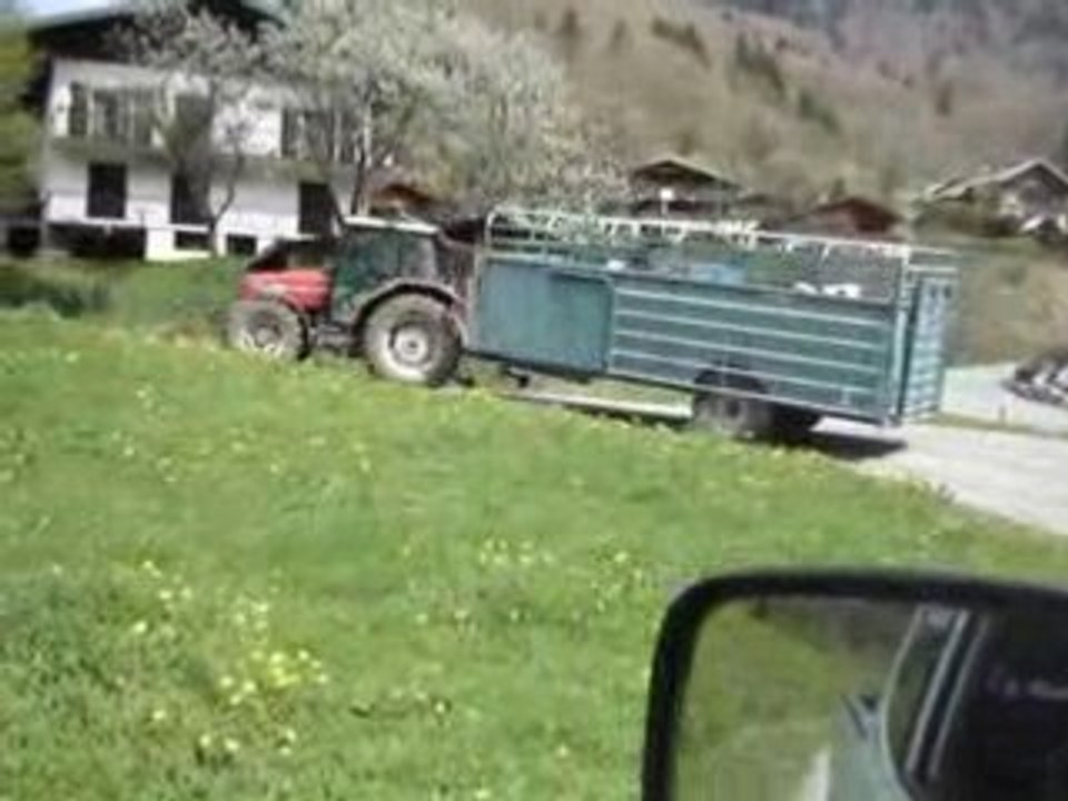 Mise en champs des génisses