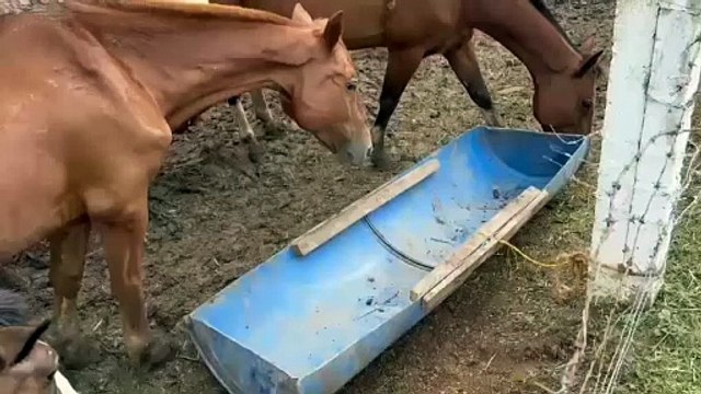 Mais de 40 cavalos submetidos a maus-tratos são resgatados em Piraquara