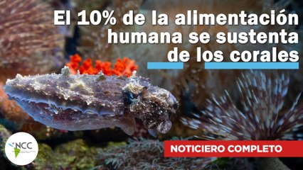 El 10% de la alimentación humana se sustenta de los corales | 733 | 10 al 16 de febrero de 2025